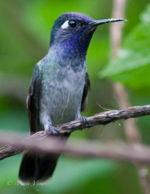 Violet-headed Hummingbird-8.jpg
